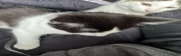 Mixed Breed cats for sale: Kittens (1 Boy 1 Girl) - Advert 4