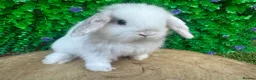 Mini Lop rabbits for sale: Stunning purebred mini lop bucks ready to reserve - Advert 13