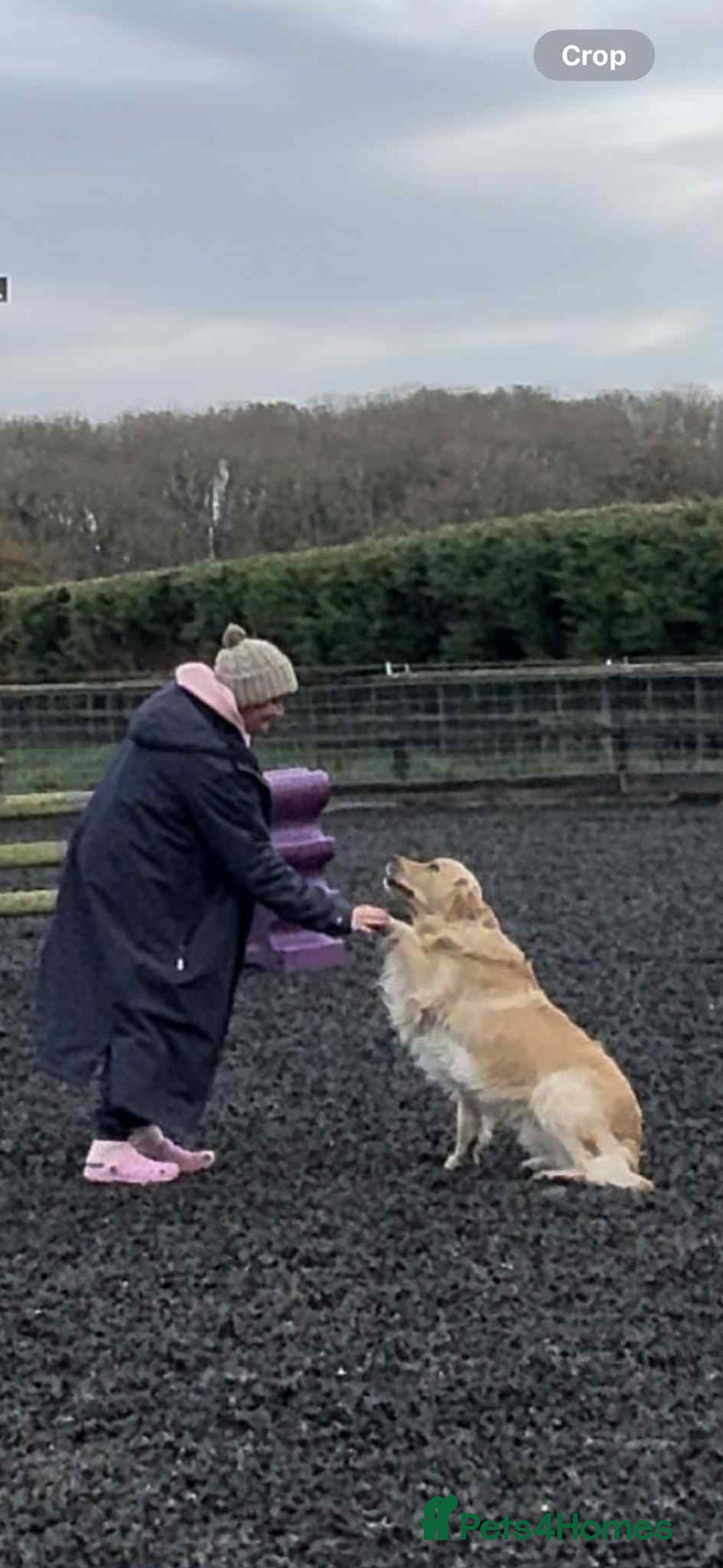 Golden Retriever dogs for sale: 2 year old kc registered male  - Advert 8