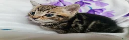 Mixed Breed cats for sale: Adorable & Playful Kittens Raised with Kids  - Advert 19