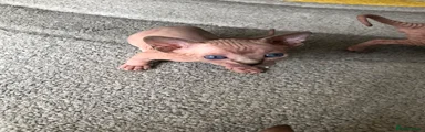 Sphynx (no nane) 