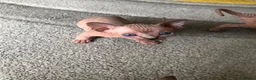 Sphynx cats for sale: 2 x sphynx female kittens  - Advert 4