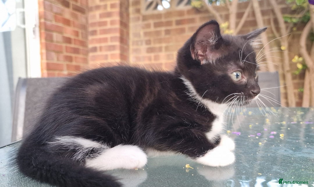 British Shorthair cats for sale: 5 kittens for sale( 4 female ,1 male - Image 11