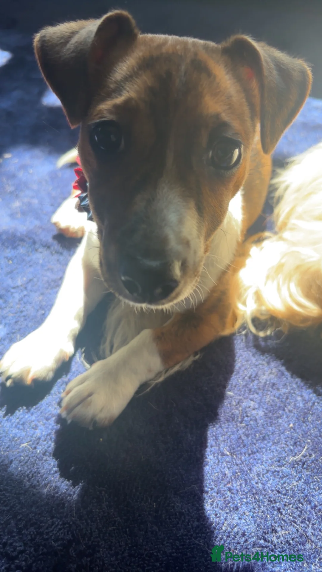 Jack Russell dogs for sale: Jack Russell Female 6 Month in Carlisle - Advert 4