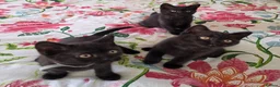 British Shorthair cats for sale: British shorthair kittens - Advert 17