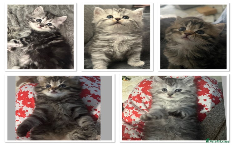 Mixed Breed cats - Advert 3