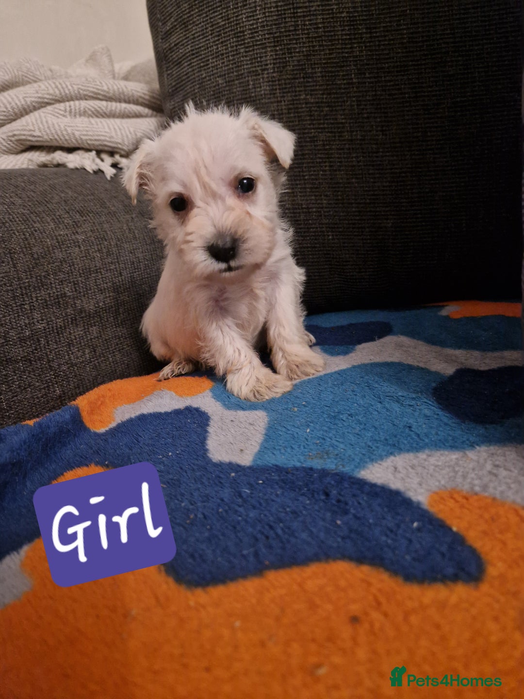 Miniature Schnauzer dogs for sale: Miniature schnauzer READY 21 DECEMBER  - Advert 11