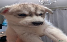 Siberian Husky dogs for sale: Stunning Siberian husky puppies - Image 14
