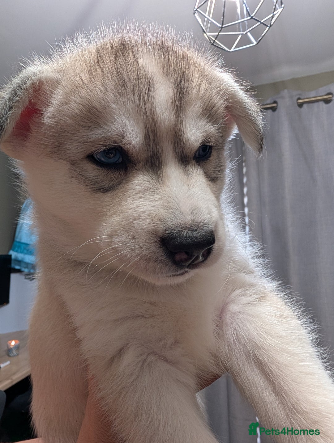 Siberian Husky dogs for sale: Stunning Siberian husky puppies - Image 14