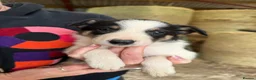 Welsh Collie dogs for sale: Adorable Mid Wales border collie puppies for sale - Advert 5