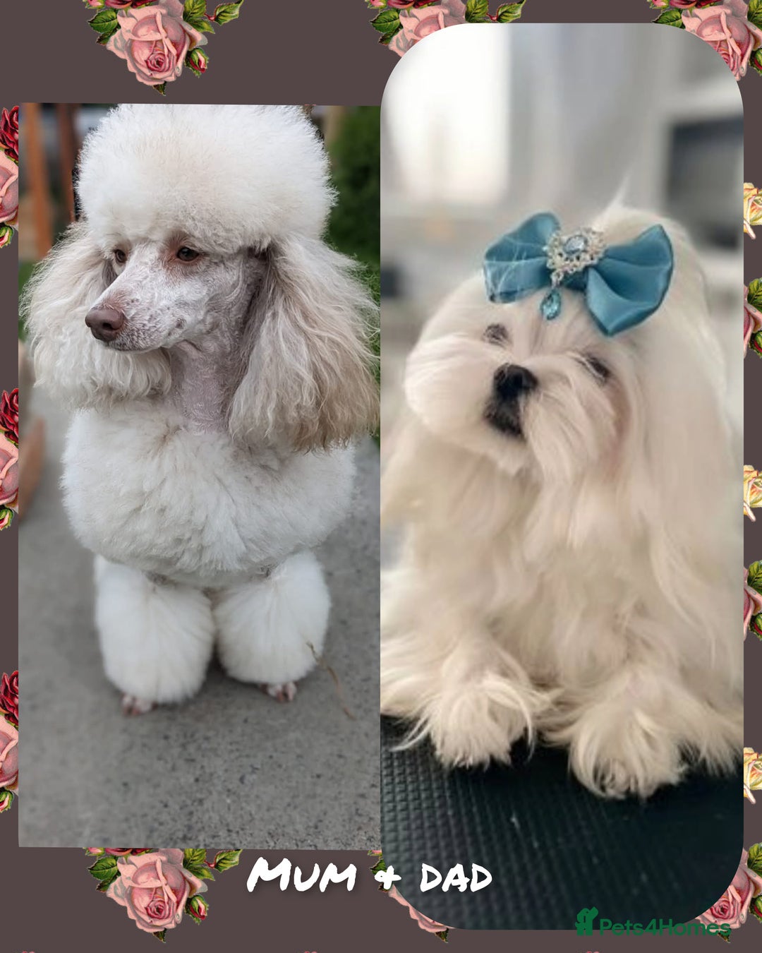 Maltipoo dogs for sale: Quality unique f1 tiny korean maltipoo puppies  - Advert 1