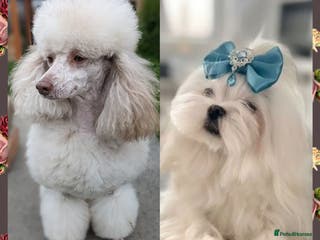 Maltipoo dogs Quality unique f1 tiny korean maltipoo puppies - Advert 11