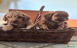 Cockapoo dogs for sale: Gorgeous Cockerpoo Puppies - Image 10