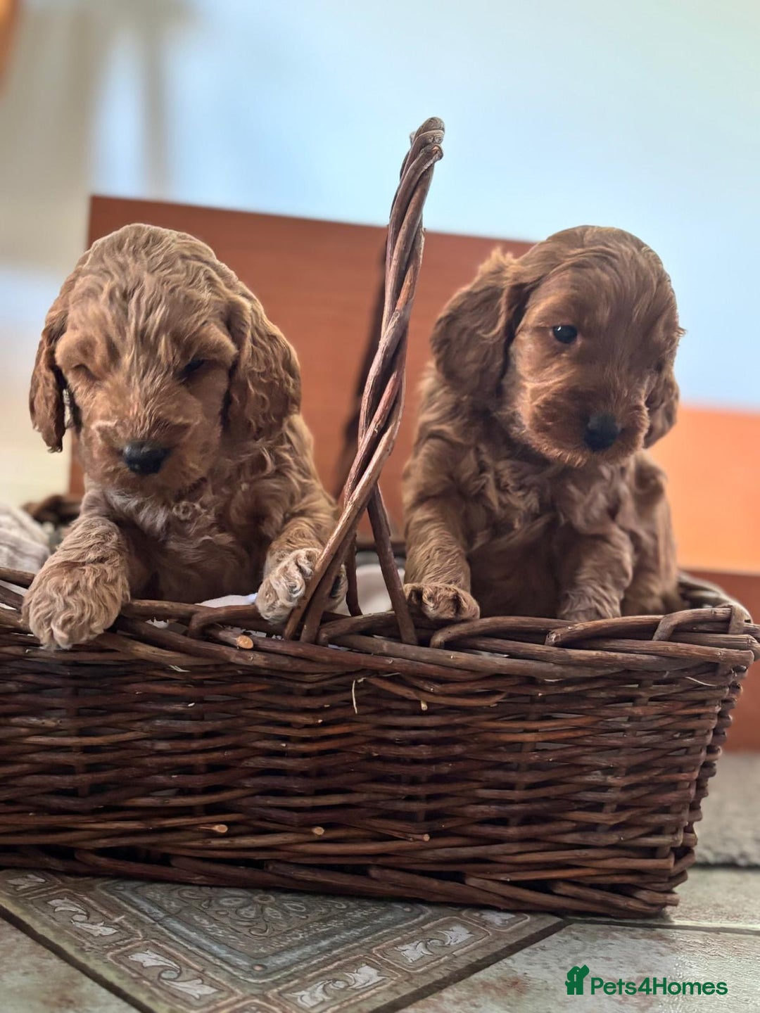 Cockapoo dogs for sale: Gorgeous Cockerpoo Puppies - Image 10