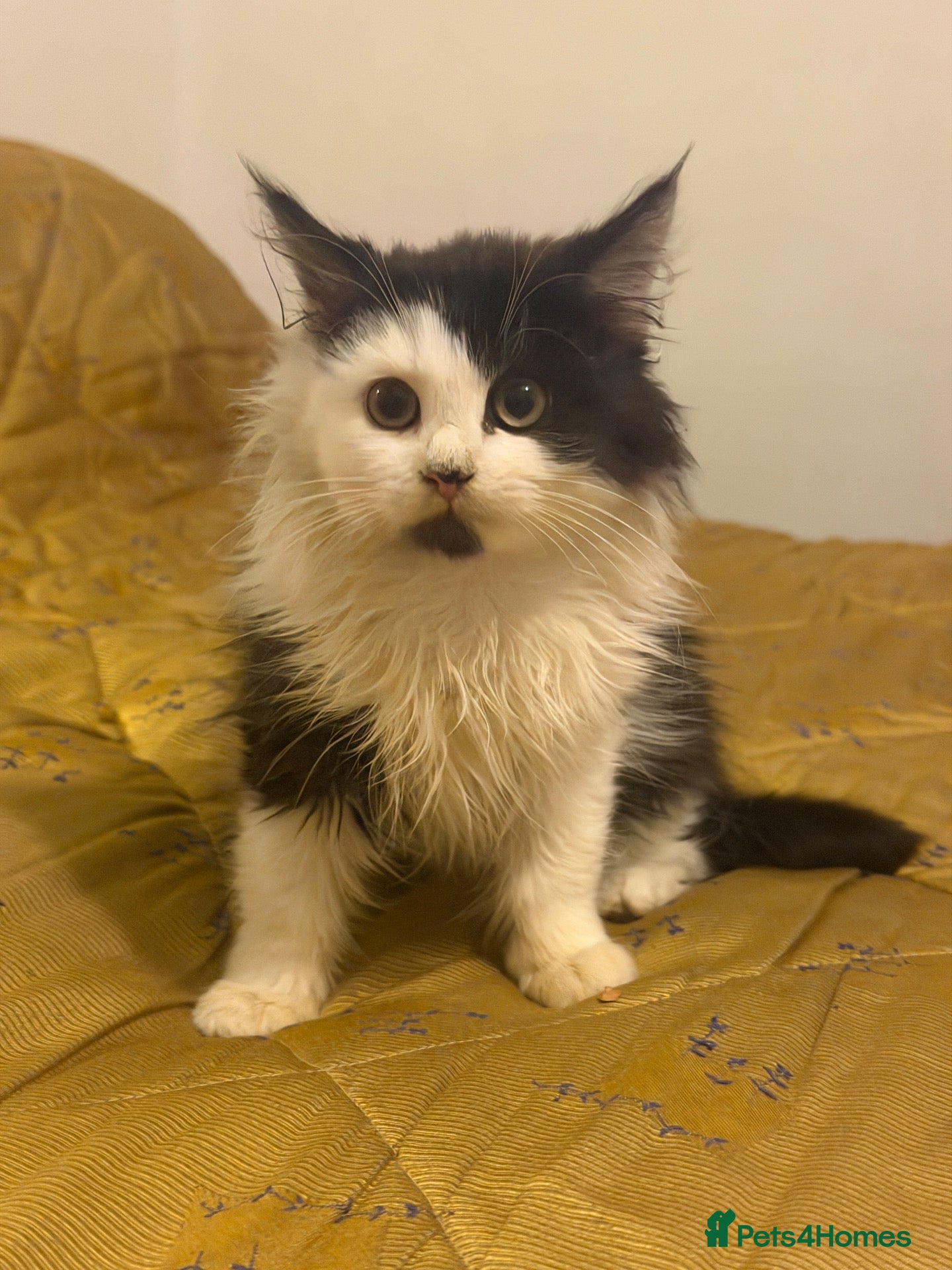 British Longhair cats for sale: Beautiful Long Haired Kitten for sale - Advert 13