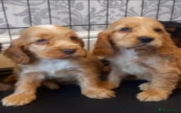 Cocker Spaniel dogs for sale: 🐾 Show Type Cocker Spaniel 🐾 - Image 3