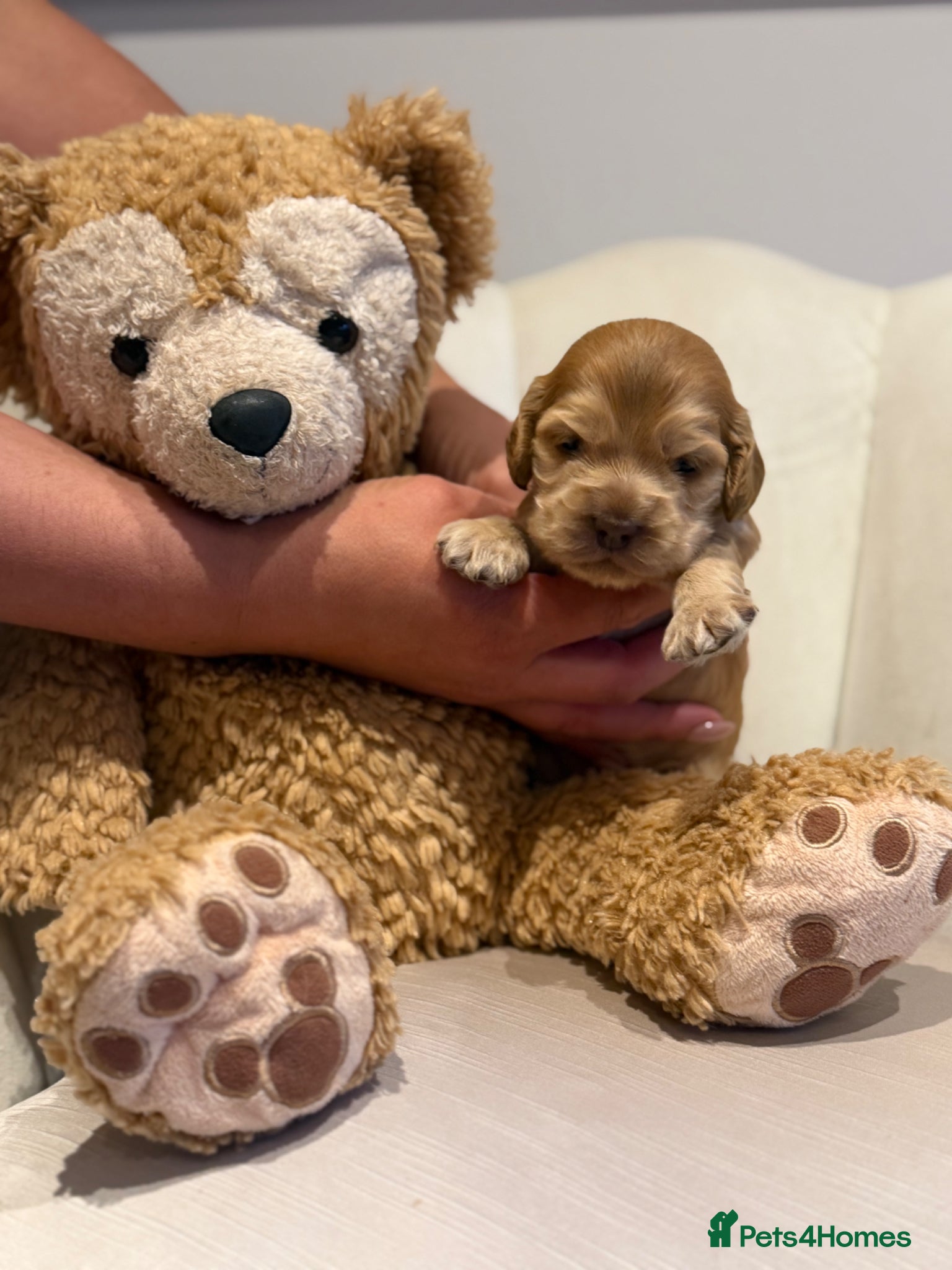 Cocker Spaniel dogs for sale: Golden & Chocolate Sable Show Cocker Puppies  in Doncaster - Advert 38