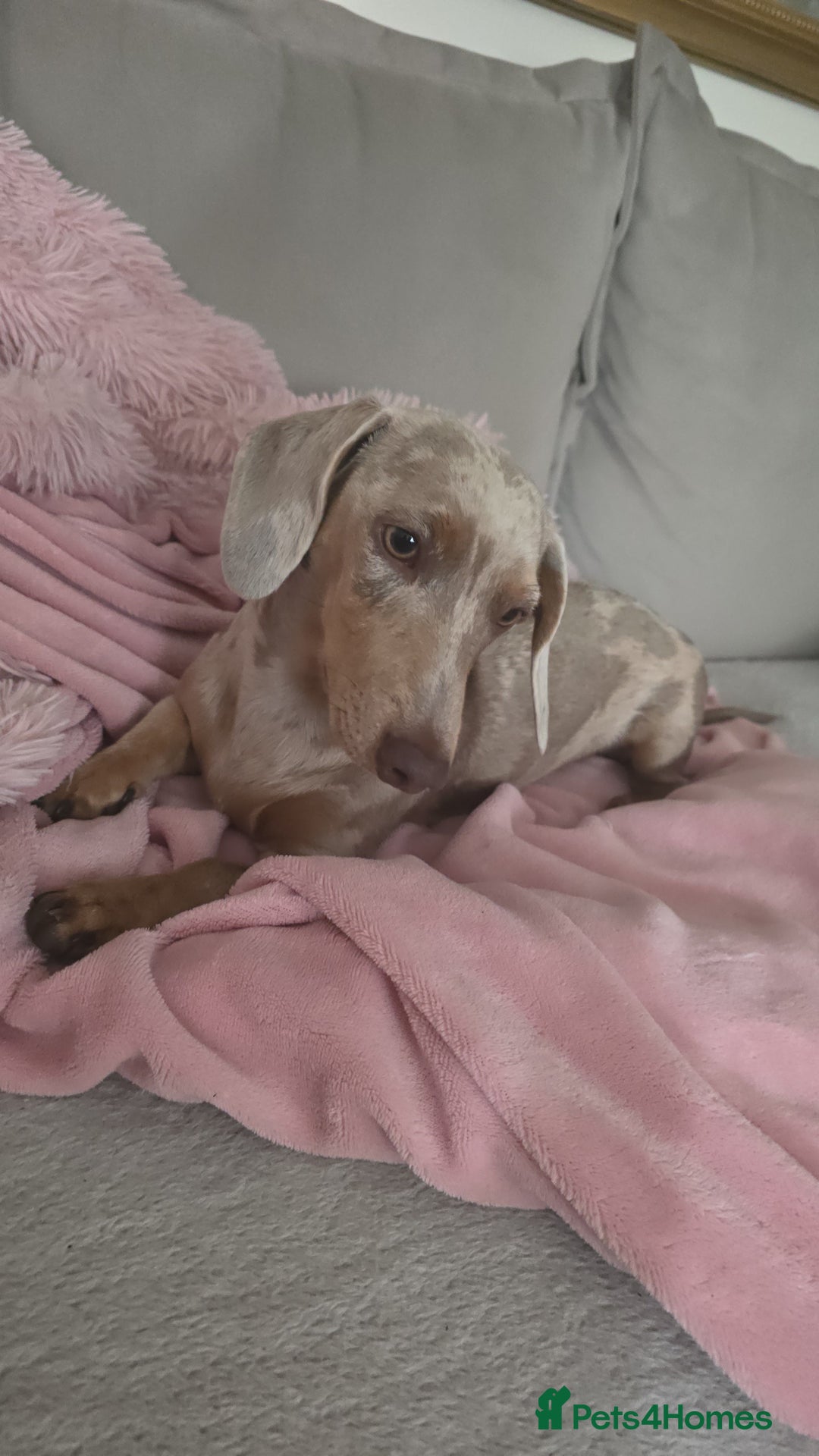 Miniature Dachshund dogs for sale: Lilac dapple Minature Daschaund - Image 1