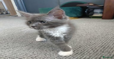 Maine Coon cats - Advert 9