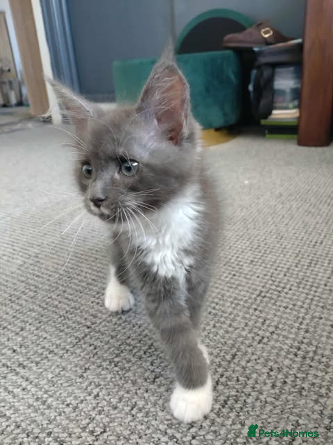 Maine Coon cats for sale: Maine Coon - Image 3