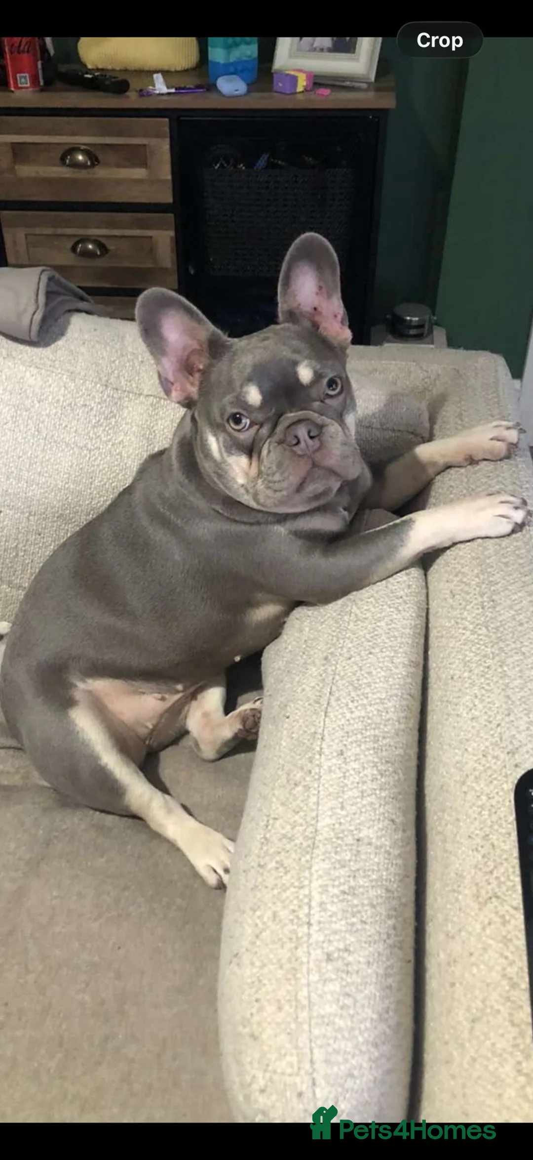 French Bulldog dogs for sale: Mabel in Castleford - Advert 1