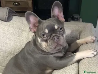 French Bulldog dogs Mabel - Advert 1