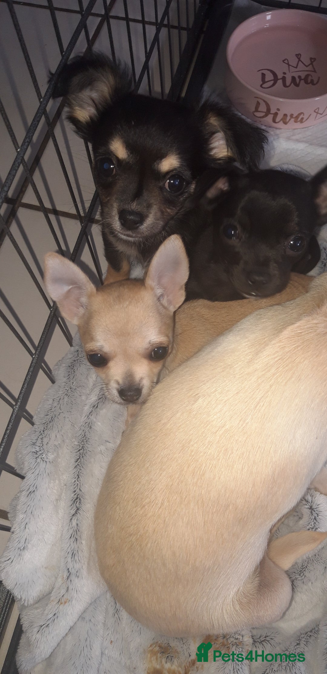 Chihuahua dogs for sale: Chihuahua puppies  - Image 6