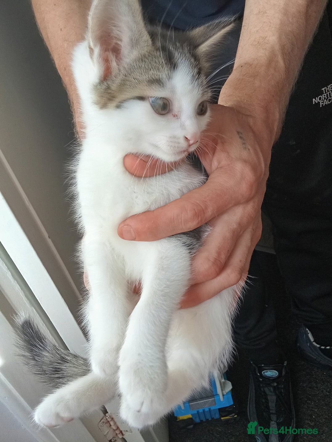 Mixed Breed cats for sale: Kittens for sale  - Image 5