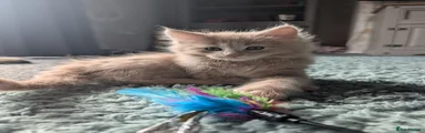 Maine Coon 2