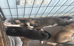 Mixed Breed dogs for sale: Lurcher x German Shepard puppies forsale - Image 31