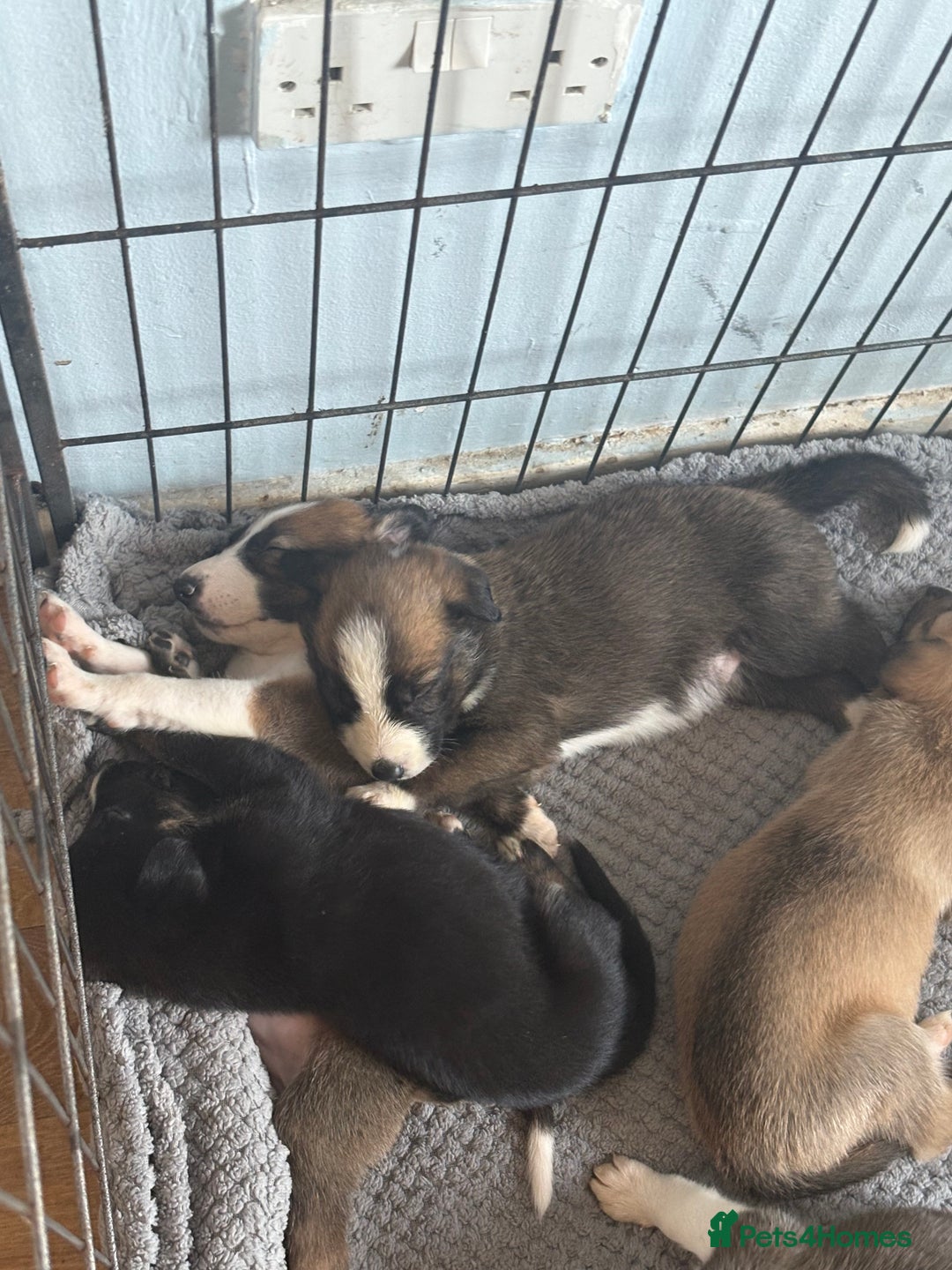 Mixed Breed dogs for sale: Lurcher x German Shepard puppies forsale - Image 31