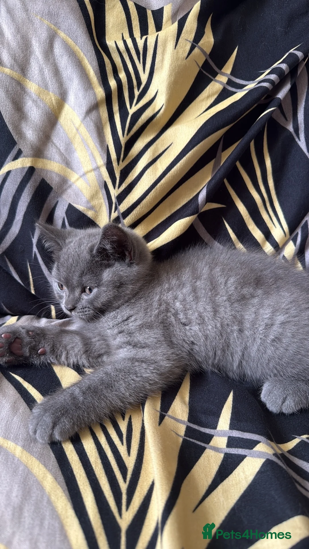 British Shorthair cats for sale: Purebred British short hair kittens 🐱  - Advert 2