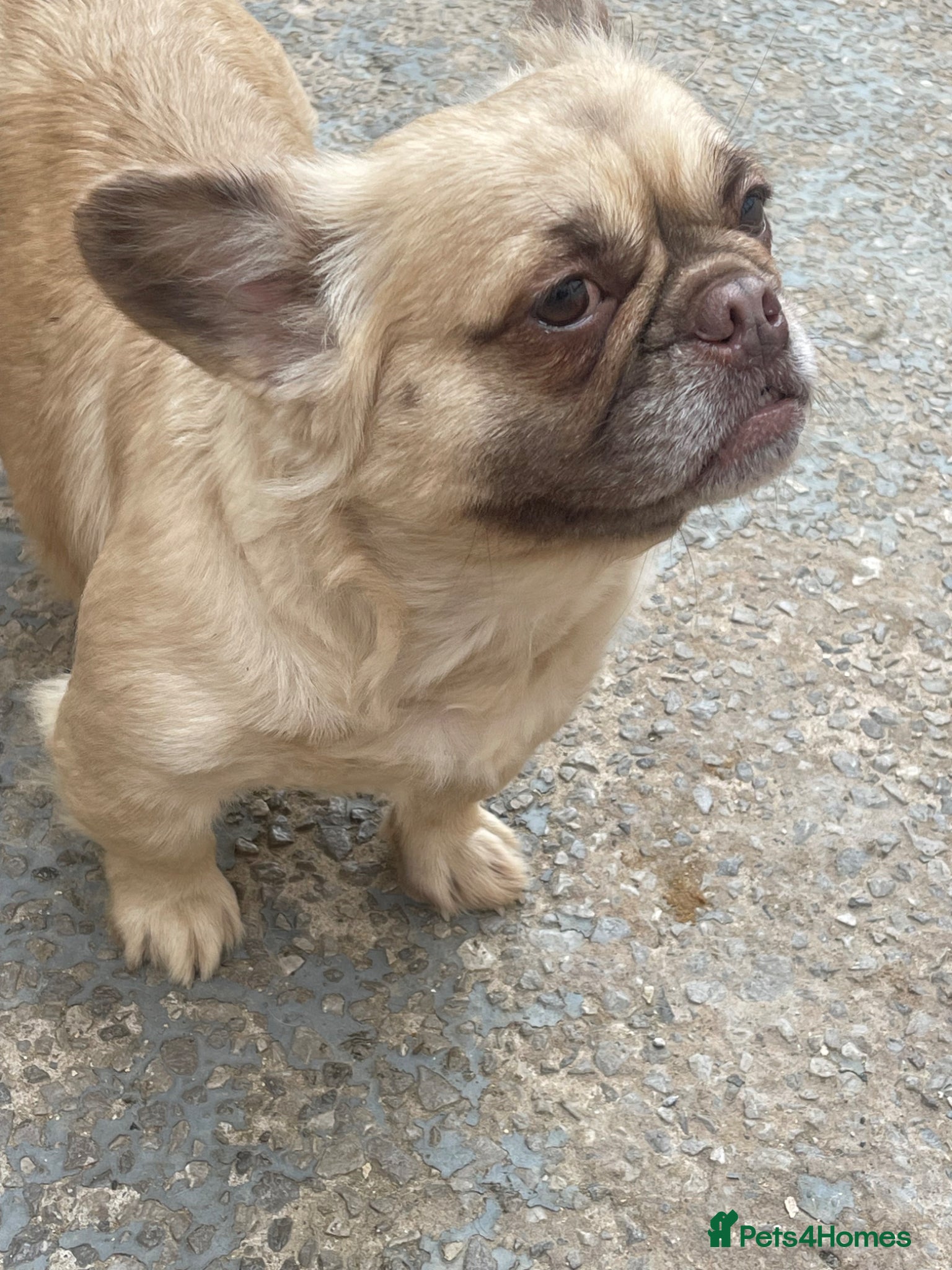 French Bulldog dogs for sale: Puppy s looking for there forever home - Advert 1