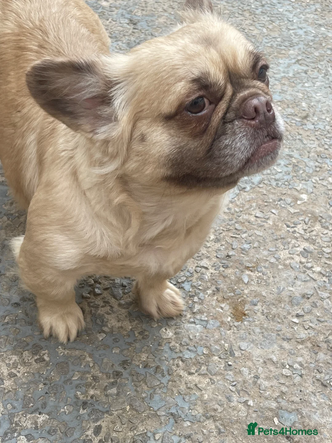 French Bulldog dogs for sale: Puppy s looking for there forever home - Advert 1