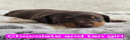 Miniature Dachshund dogs for sale: Short-haired miniature dachshund  in Tenby - Advert 5