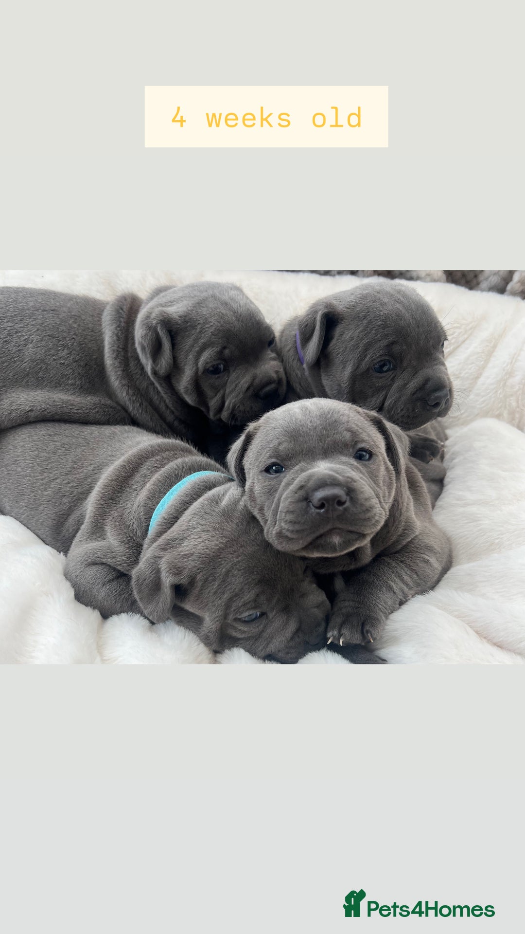 Staffordshire Bull Terrier dogs for sale: Orange Collar Puppy  - KC registered Blue ‘Bullscaff Pharaon’ Staffy Boy - Image 4