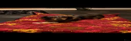 Dachshund dogs for stud: Russel - Advert 5