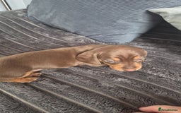 Miniature Dachshund dogs for sale: Miniature dashaund chocolate&tan male  - Image 3
