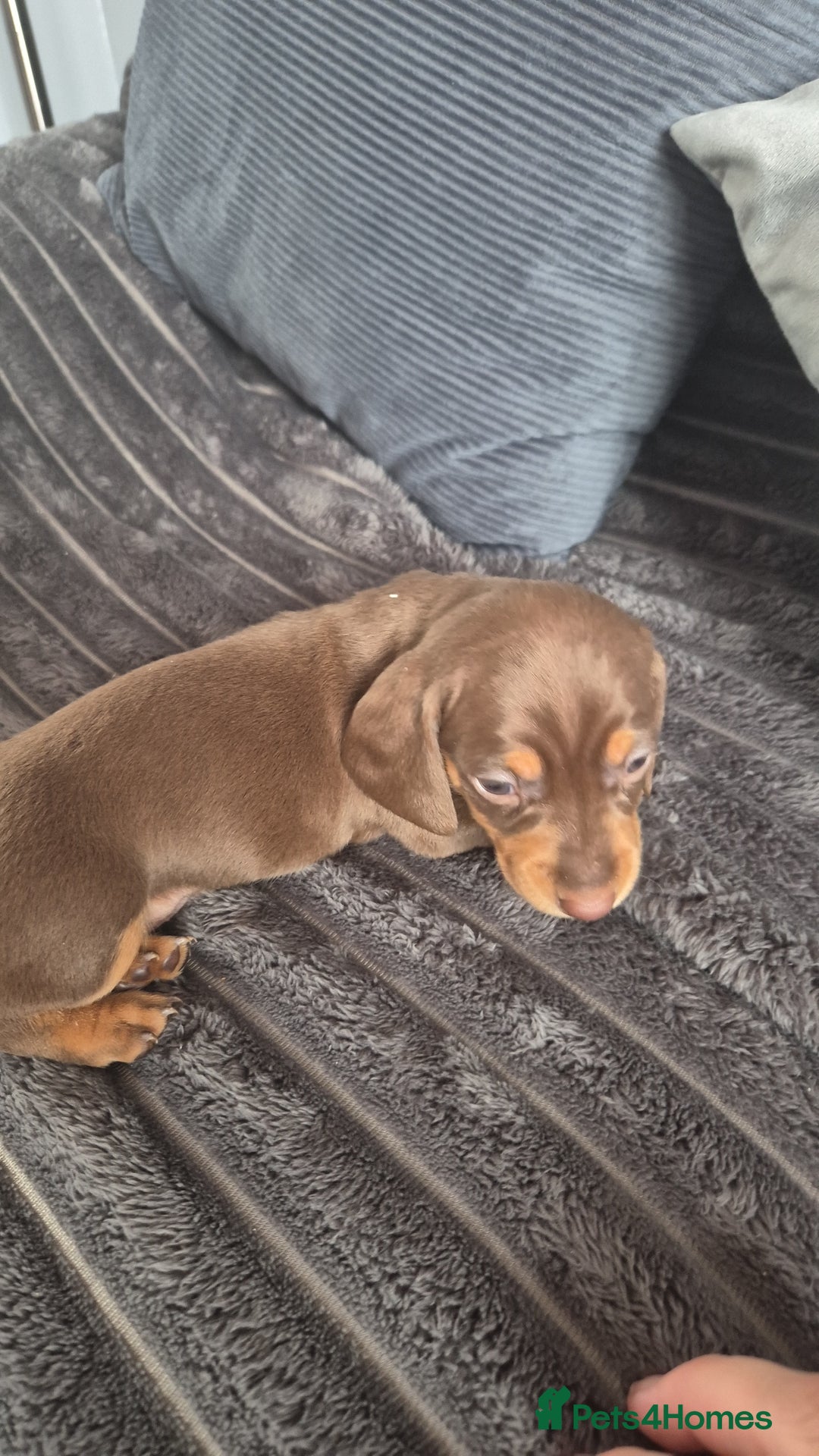 Miniature Dachshund dogs for sale: Miniature dashaund chocolate&tan male  - Image 3