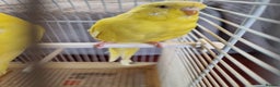 Budgerigars birds for sale: Budgies lutino for sale  - Advert 7