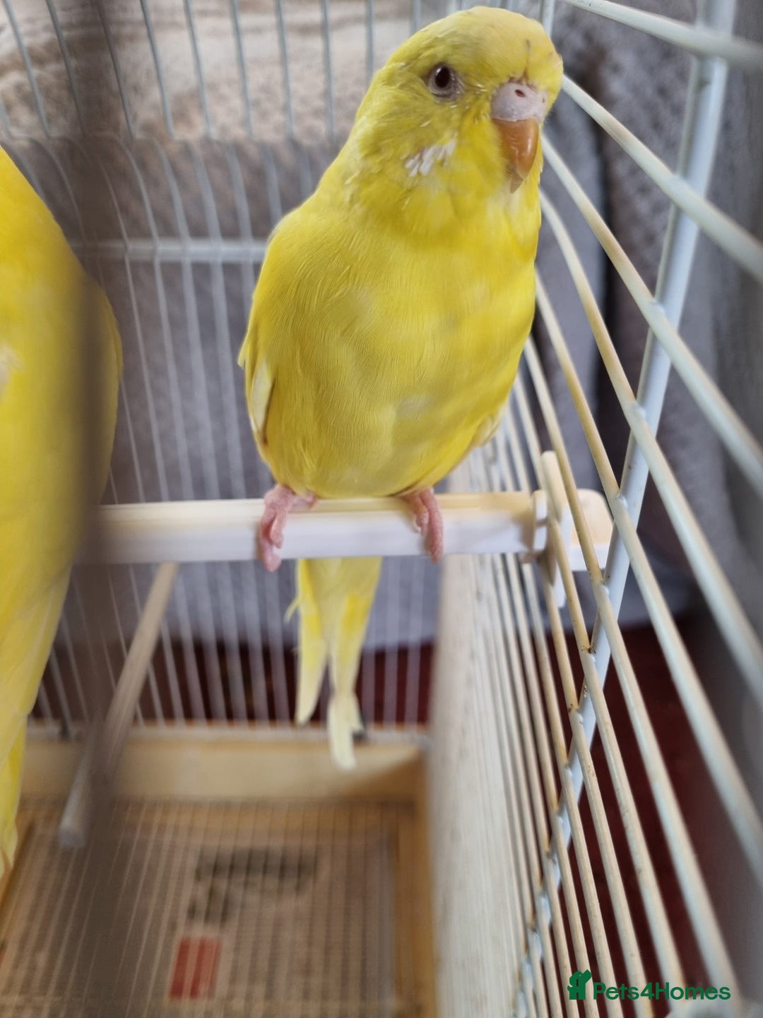 Budgerigars birds for sale: Budgies lutino for sale  - Image 7