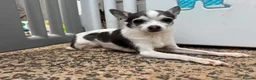 Chihuahua dogs for adoption: 💙ARMANI & 💙GUCCI – TWO HEARTS ONE BOND in Peterborough - Advert 3