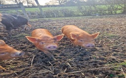 Pig livestock for sale: Piglets - Advert 1