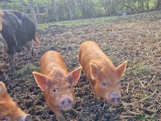 Pig livestock Piglets - Advert 2