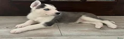 Siberian Husky dogs for sale: Pure Bred Blue Eyed Siberian Husky Puppies - Advert 9