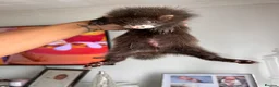 Ferret rodents for sale: FullangoraHob/1semiAngoraJill silver/2sableFullJil - Advert 2