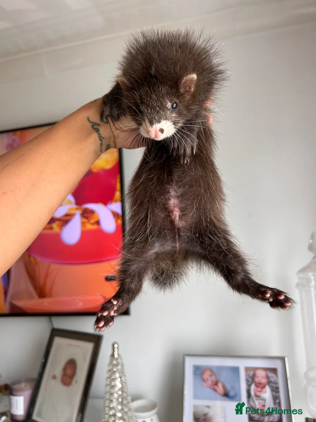 Ferret rodents for sale: FullangoraHob/1semiAngoraJill silver/2sableFullJil - Advert 2