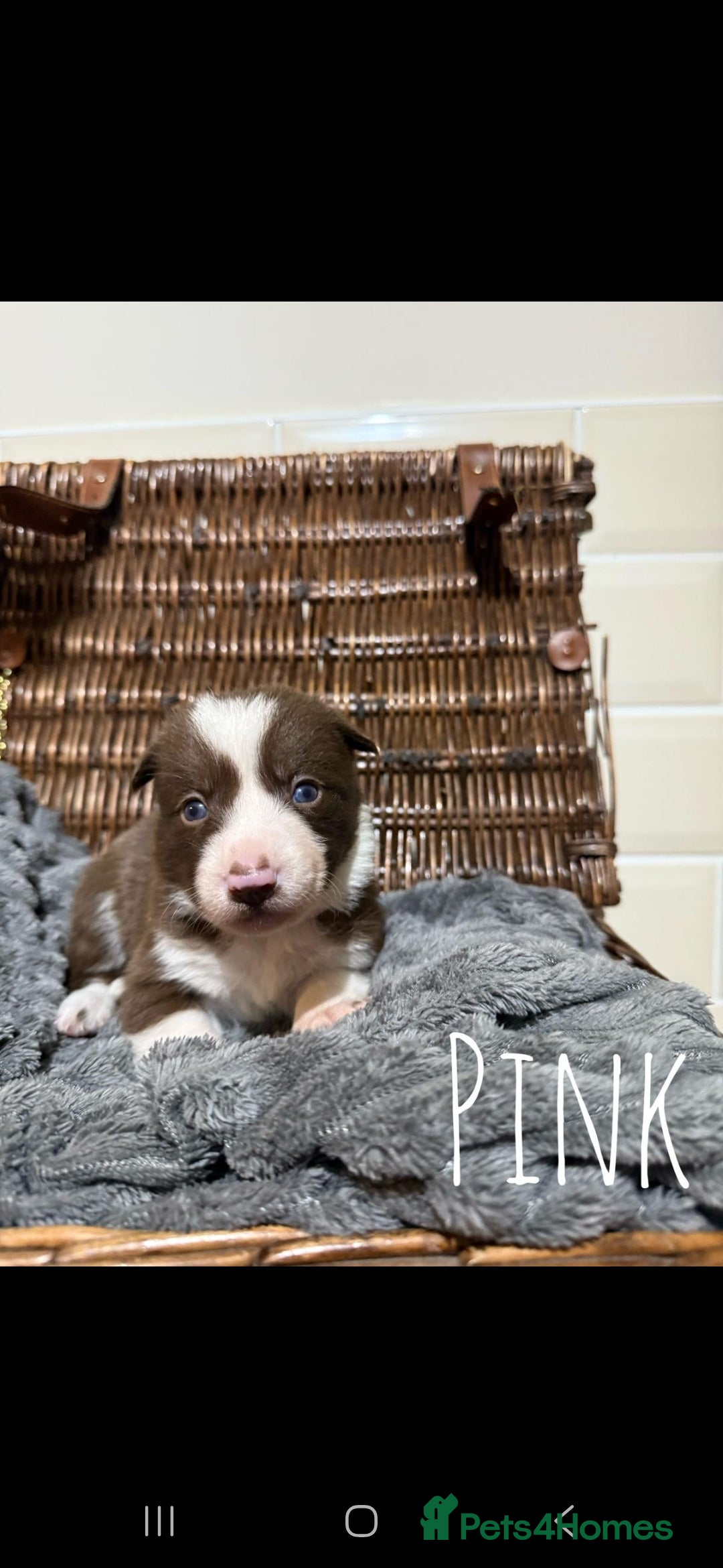 Border Collie dogs for sale: Brown,tan and white border collie pups for sale  - Advert 6