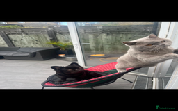 French Bulldog dogs for stud: Full fluffy French bulldog for Stud - Image 3