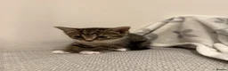 Russian Blue cats for sale: 🐾 Russian Blue/Bengal Tabby Kittens 🐾 in Fleet - Advert 3